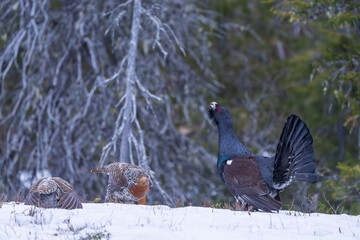 Wall Mural - The western capercaillie (Tetrao urogallus)