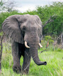 Large male elephant with broken  tusk feeds in typical South African lands.