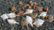 Yellowfin flounder fish and Kamchatka crabs on the rocky seashore.