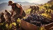 Greek vineyard during harvest workers picking grapes rustic winepress