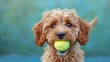 cute puppy happily holding tennis ball in mouth, embodying playfulness and love in a lovable image of a playful dog