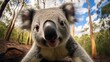 Close-up selfie portrait of a koala.