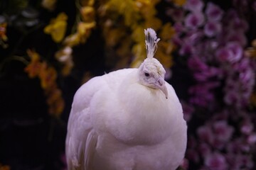 Poster - White bird with black feathers perched on post next to flowers