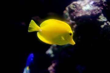 Orange fish swimming in aquarium with reflection on wall