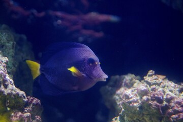 Canvas Print - Vibrant aquarium fish swimming together in a tank