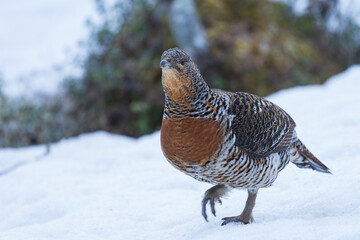 Wall Mural - Western capercaillie (Tetrao urogallus)