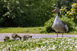 A greylag goose and goslings in the spring sunshine, with a shallow depth of field