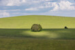An idyllic South Downs landscape of trees on a hillside, illuminated by sunshine