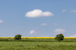 A South Downs spring landscape, with a field of oilseed rape crops growing in the sunshine