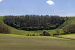 A view over young crops growing in the South Downs, with a blue sky overhead