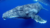Fototapeta Kosmos - A whale is swimming in the ocean