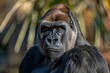 Gorilla Close-Up With Background Bush