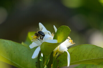 Poster - Bee pollinating the blossoms of an orange tree