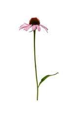 Wall Mural - Echinacea purpurea with leaves and stem on white background. Ready element for florists and designers.