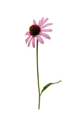 Wall Mural - Pink Echinacea purpurea flower with leaves and stem isolated on a white background. Design element of creating floral arrangements, cards, invitations, floral frames.