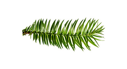 Wall Mural - bright green branch of coniferous tree araucāria angustifōlia isolated on a white background. design