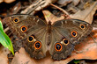 Beautiful Wood Brown Eye butterfly rests among the foliage of a garden