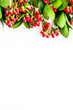 Background for blog with green plant and berries frame on white background top view space for text