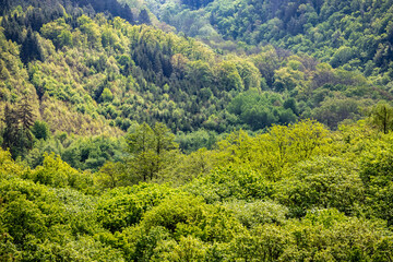 Wall Mural - Spring mixed forest texture, bird's eye view of deep green tree crowns