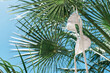 White woman  bikini swimsuit hanging air drying the palm tree in summer sunny windy day. Swimwear flutter on the wind. Summer concept of vacation, relax, holiday.