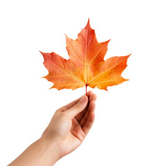 Wall Mural - Hand holding an autumn leaf isolated on transparent background