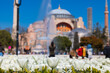 White Tulips and Hagia Sophia or Ayasofya Mosque