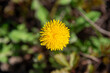 Close-up of blooming yellow flower of dandelion Taraxacum officinale on the background of blurred green leaves.