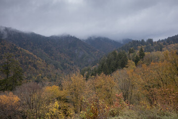 Wall Mural - Autumn woods in the mountains