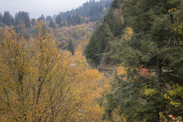 Wall Mural - Autumn woods in the mountains