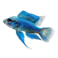 Wall Mural - Side view of a electric blue hap swimming isolated on a white transparent background