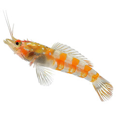 Wall Mural - Side view of a fire shrimp goby swimming isolated on a white transparent background