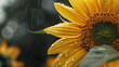 Close-up of a yellow sunflower with raindrops beading off it