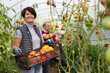 Positive mature man and woman collecting vegetables in greenhouse