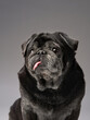 A black pug dog with a whimsical expression, tongue peeking out.