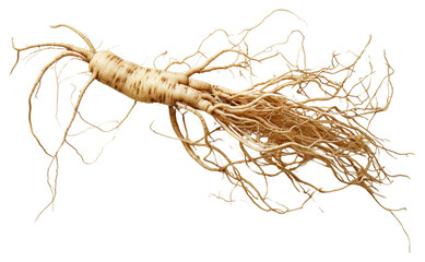 Sticker - PNG  100 year old korean ginseng plant root freshness. AI generated Image by rawpixel.