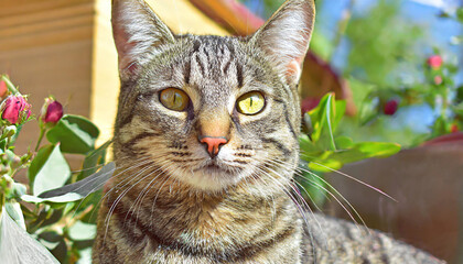 Portrait of a beautiful gray striped cat close up