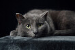 A grey cat with piercing yellow eyes reclines on a dark surface, blending into the shadowy studio setting. This captivating image highlights the cat's contemplative gaze and sleek fur texture