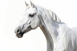 Fototapeta  - majestic white horse head portrait elegant equine beauty isolated on white