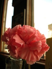 Pink flower on window in vase in cozy cafe at sunset