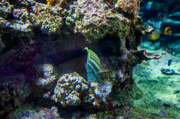 Tropical fish and Nemo. Wonders immersed in water. Genova's aquarium