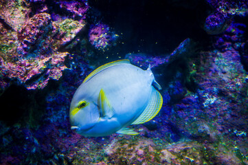 Canvas Print - Tropical fish and Nemo. Wonders immersed in water. Genova's aquarium