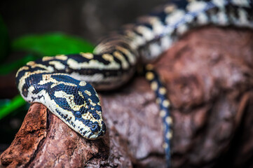 Canvas Print - Reptiles. Wonders of nature. Genova's aquarium