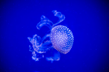 Wall Mural - Jellyfish. Wonders immersed in water. Genova's aquarium