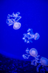 Canvas Print - Jellyfish. Wonders immersed in water. Genova's aquarium