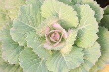 Ornamental Cabbage On Nursery For Sell