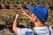 A male gardener carefully examines the budding branches of a plant, indicating the start of the spring season in an blueberries organic farm.