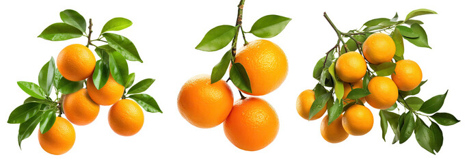 Wall Mural - Set of branches with ripe, delicious oranges, cut out