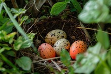 Golden Pheasant Nest With Speckled Eggs Nestled In Ground Cover Wildlife Nature Photography