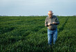 Portrait of senior farmer standing in wheat field looking at crop in his hand.