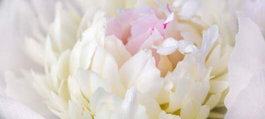 Wall Mural - beautiful aromatic fresh blossoming tender pink peonies texture, close up view. romantic background